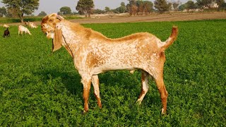 Top quality makhi cheena breeder | Sultan |