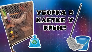 УБОРКА В ОГРОМНОЙ КЛЕТКЕ У КРЫС!