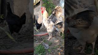 Big Monster 👻 Rooster video in HD Rooster Vlog #rooster #animals #viral