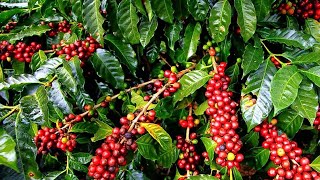 কফি চাষে বাংলাদেশ - coffee cultivation in bangladesh - Around of bengal