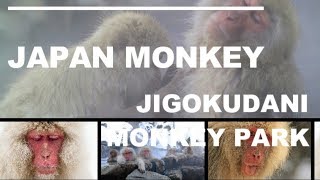 Japan Monkey Jigokudani Monkey Park