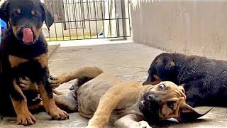 Minhas crias, 2 Rottweilers 1 fila Brasileiro 1 Pit Monster