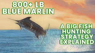 800+ lb  Blue Marlin & Big Fish Hunting Strategy  | Waterman S05E03 | Visions of Granders