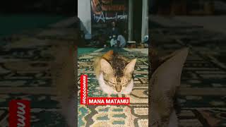 WOOOWWW MATANYA #shorts #kucing #kucingimut #kucinglucu #viral #keren #imut #cats #istanalokajaya