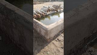 Beautiful sheep is drinking water in the river  🐏🐏🐏🐏🐏🐏💖😘💖