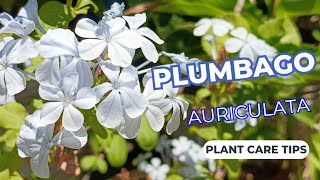 Cape Plumbago: The Drought Resistant Garden Wonder - Plumbago Auriculata | Sky flower