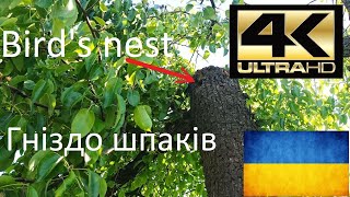 Гніздо шпаків в дуплі.The bird's nest in the tree cavity made by a woodpecker 2023 UltraHD video.