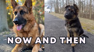 Amazing German Shepherd - Now and Then