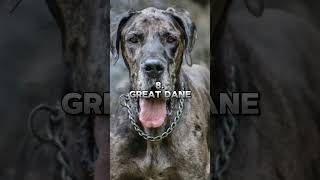 Top 10 most dangerous dogs in the world shorts video || #top10 #shorts #viral