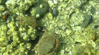 Dungeness Crab eating a Mussel