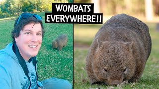 Kangaroo Valley... Wombats Everywhere!! || Southern Highlands, NSW, Australia!!