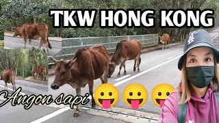 BIKIN HEBOH SEJAGAT MAYA ‼️ TKW HONG KONG ANGON SAPI