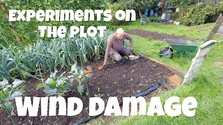 Experiments on the plot | Wind damage and Supports | Allotments For Fun and Food