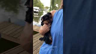 This Yorkie puppy will STEAL your heart!