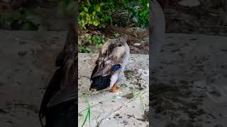 Duck Grooming: Adorable Ducks Cleaning Themselves