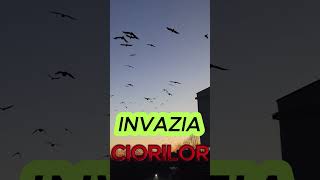 INVAZIA CIORILOR #shorts #shortsvideo #creepy