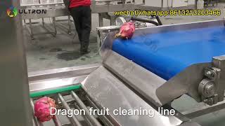 dragon fruit washing line|dragon fruit washing machine|dragon fruit cleaning |dragon fruit washer