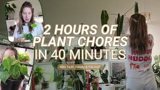 2 hours worth of plant chores...in 40 minutes! | A full look at my houseplant collection