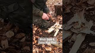 Bushcraft - Birch Bark & Ferro Rod Fire #bushcraft #camping