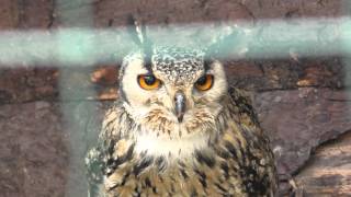 4K Video of Indian Eagle Owl