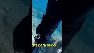 PESCA SUBMARINA ACECHO, TIRO Y CAPTURA DE RASCACIO PARA CALDO