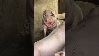 pig 🐷 funny videos #ytviral #funny #pig #funnyanimal #comedy #skinnypig #minipigs #animals