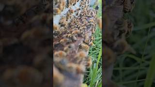 Hot Summer Honeybees