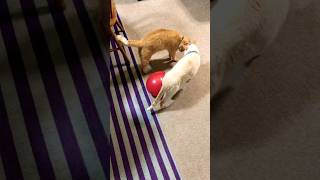 GATOS JUGANDO CON UN GLOBO 🎈 🐈