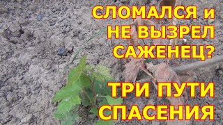 СЛОМАЛСЯ и НЕ  ВЫЗРЕЛ САЖЕНЕЦ? ТРИ ПУТИ СПАСЕНИЯ