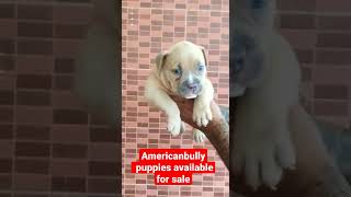 American Bully puppies available for sale /american bully Puppie sale in Chennai/banglore/Coimbatore