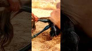 Camel giving Birth #camel #newborn #shortvideos #animals #childbirth #nature #shorts #viral #desert