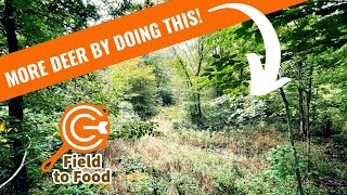 DEER HABITAT Part One: Developing your Woods