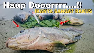 Ikan Sangat Rakus Umpan Turun Langsung Dooorr