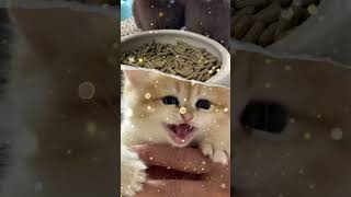 Cat Cat Cat and Bunny being cute and playful #short #shorts #shortvideo #shortsvideo #pets #cute