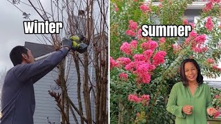 Caring for Crepe Myrtle | When to Prune, Planting, Feeding, Watering, Pest & Diseases.