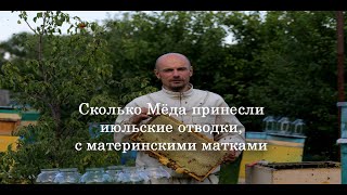 Сколько Мёда принесли отводки с материнками сформированные во второй декаде июля Купить Бакфаст