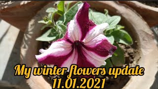 My Winter flowers update |episode 1 | 11.1.21 |