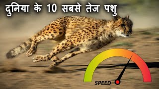 Top 10 Fastest Animals In The World | दुनिया के 10 सबसे तेज पशु