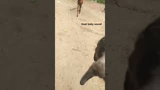 goat baby sound voice original #goatbaby #letest #tranding #safer #chennai  #mangalore #goat #tamil