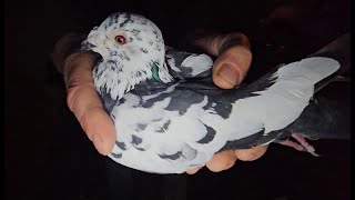 RADOM Gołębie pigeons targ Andrzej W. 5.10.2024  cz.1/3💥Gołębie jasne i wyszwance Andrzeja Radom💥