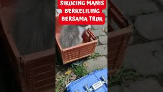 Anak Kucing Keliling Komplek Naik Truk #shorts #kucing #cat #cats #trukoleng