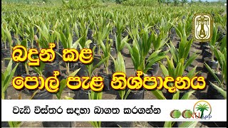 බදුන් කළ පොල් පැළ නිශ්පාදනය