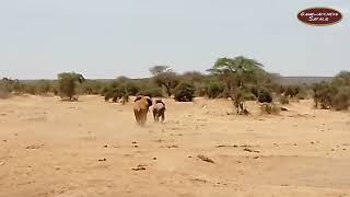 Nature's Drama Unfolds: Elephants in Musth Chases after a Female