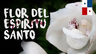 Todo sobre la Peristeria elata, La flor del Espiritu Santo | Finca Dracula