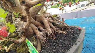 Bonsai Blora // Inspirasi gaya bonsai peserta pamnas bojonegoro 2023