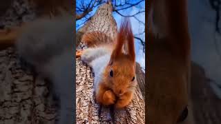 Squirrels are not afraid of heights.  A fluffy tail is used for balance.