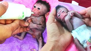 newborn baby monkey get sleep with mom affection..