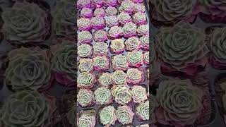 Satisfying Succulent Diy #17