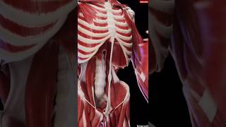 Abdominal muscles in 3D || #anatomy #neet #mbbs || #shorts