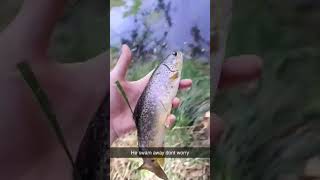 Catch and Release Only!! #shorts #subscribe #river #fish #browntrout #catchandrelease